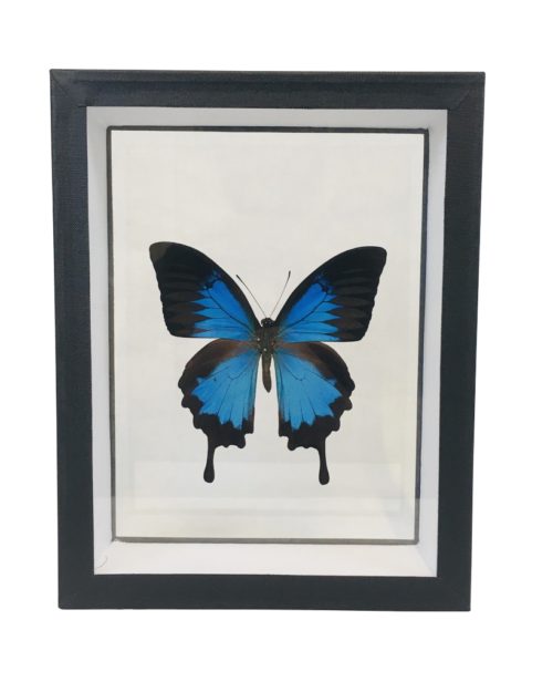 papillon sous cadre bleu et noir atropos boutique be bevinsign