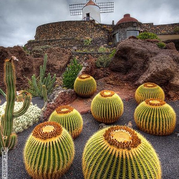 Jardin de cactus un week-end à Lanzarote